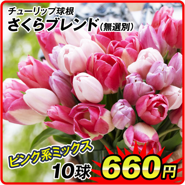 チューリップ