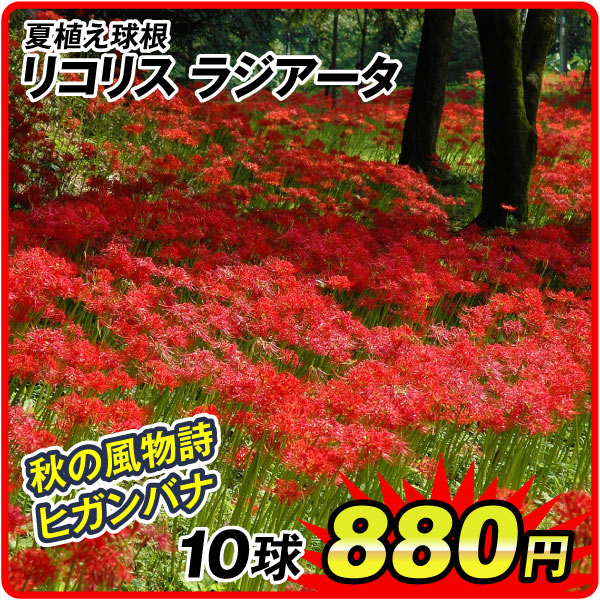 夏植え球根