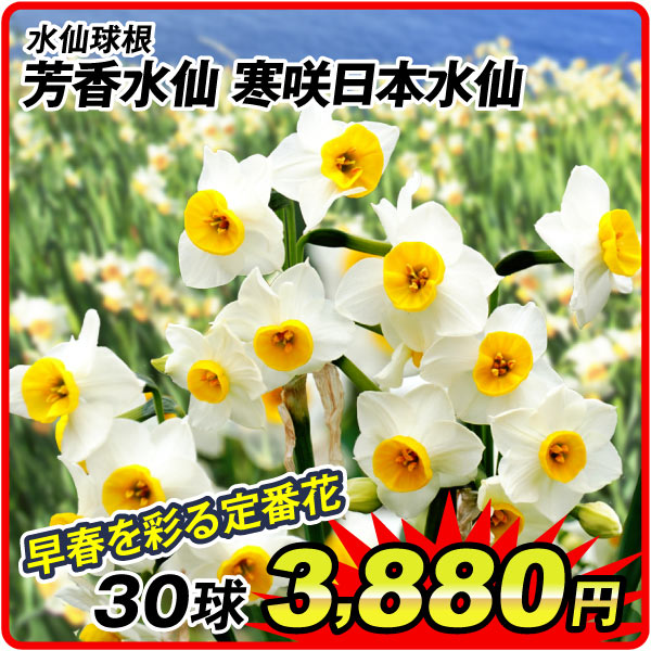水仙