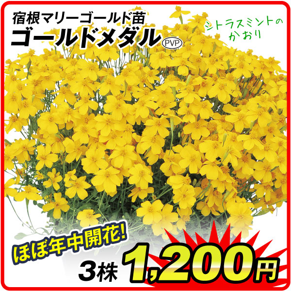国華園オンラインショップ / 26年7月 5％クーポンセール対象商品