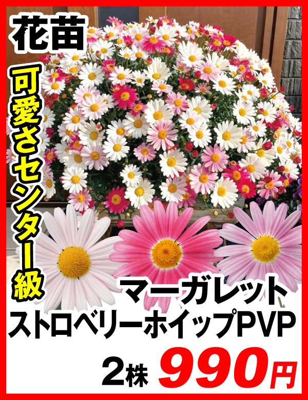 マーガレット ストロベリーホイップ