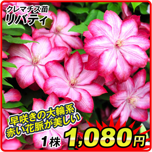 花苗