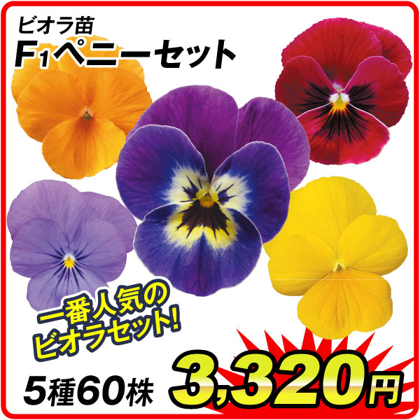 花苗