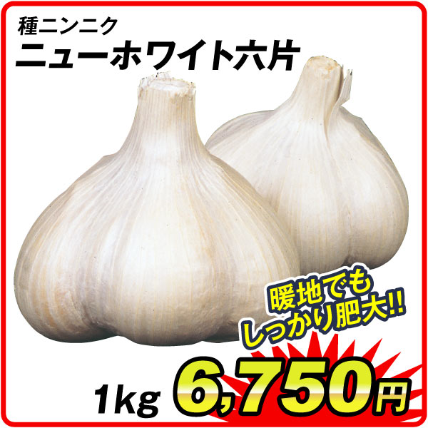 ニンニク
