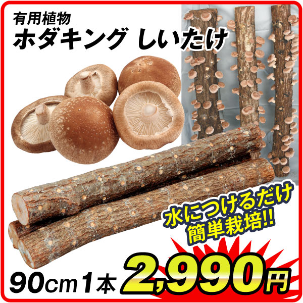 しいたけ