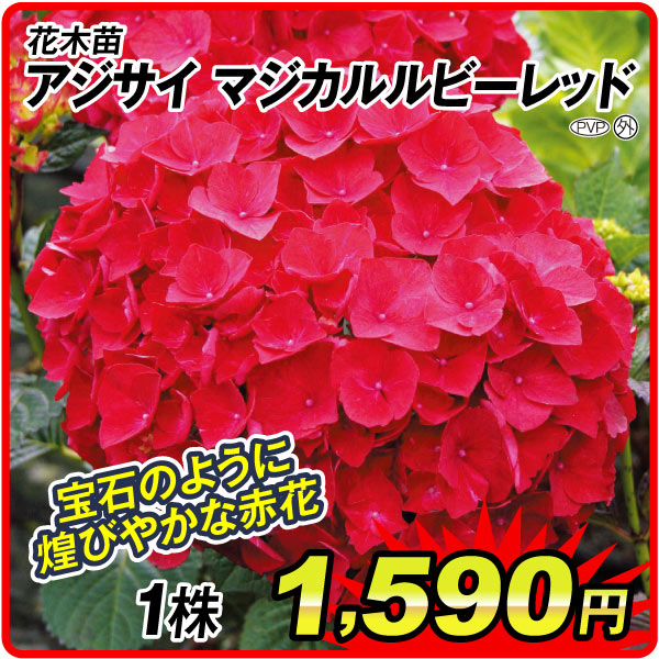花木