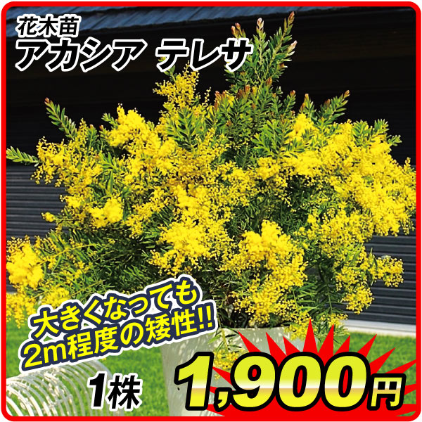 花木