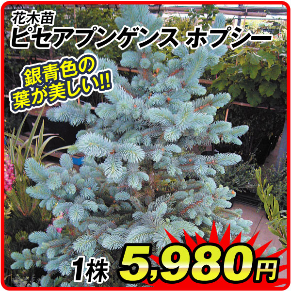 花木