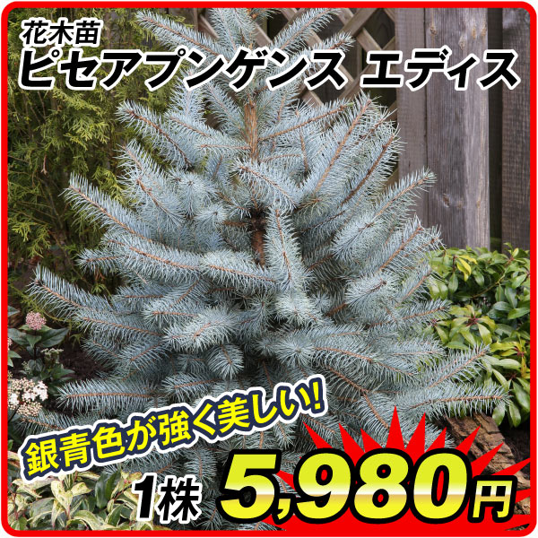 花木
