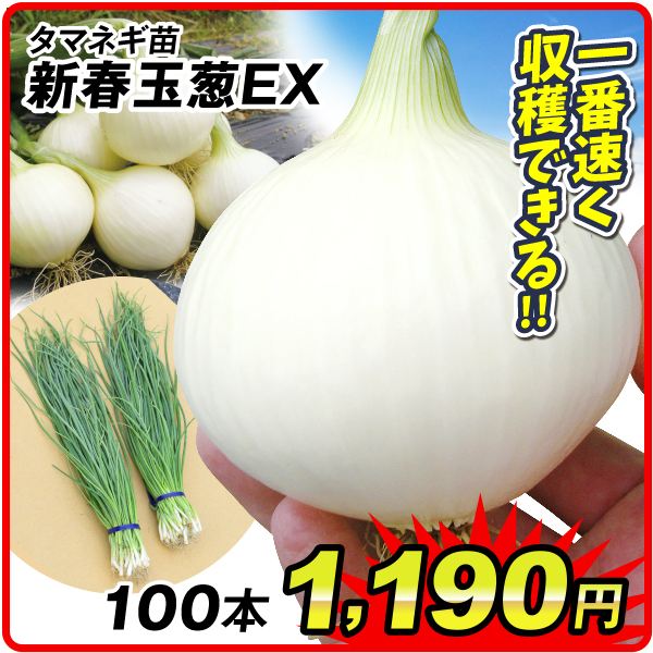 玉ねぎ苗