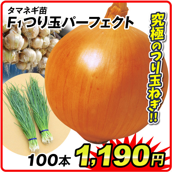 玉ねぎ苗