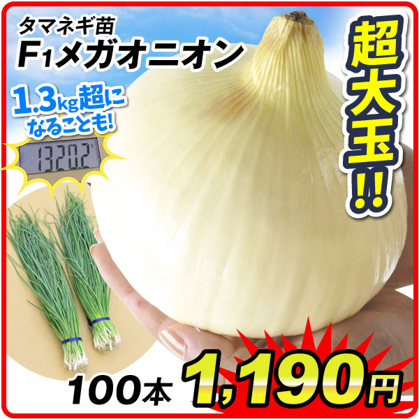 玉ねぎ苗
