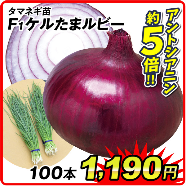 国華園オンラインショップ / 26年8月 5％クーポンセール対象商品
