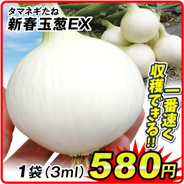 野菜種