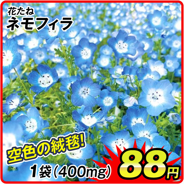 花たね