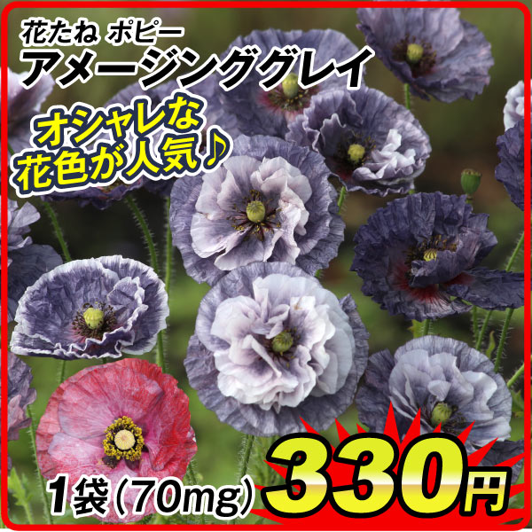 花たね