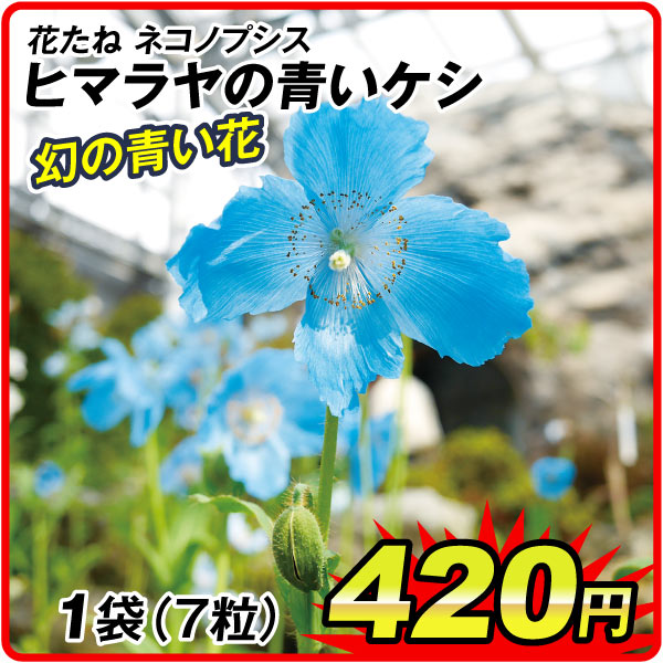 花たね