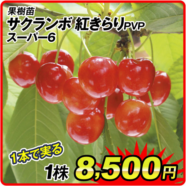 果樹