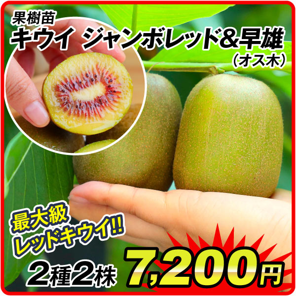 国華園オンラインショップ / 26年7月 5％クーポンセール対象商品