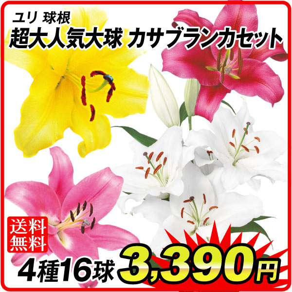 ゆり