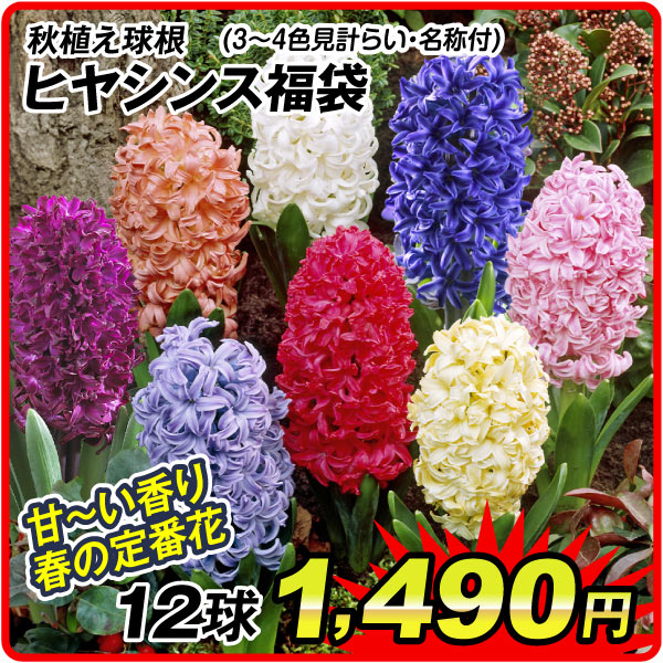 国華園オンラインショップ / 26年8月 5％クーポンセール対象商品