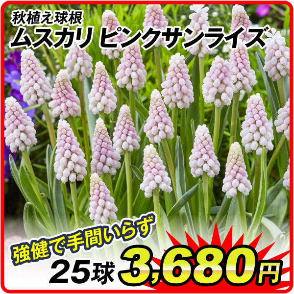 秋植え球根