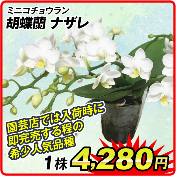 ナザレ