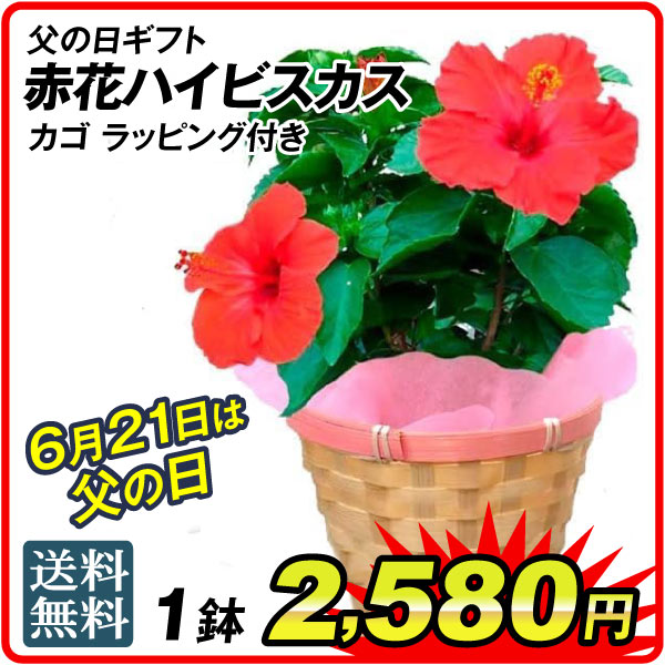 国華園オンラインショップ / 26年6月 5％クーポンセール対象商品