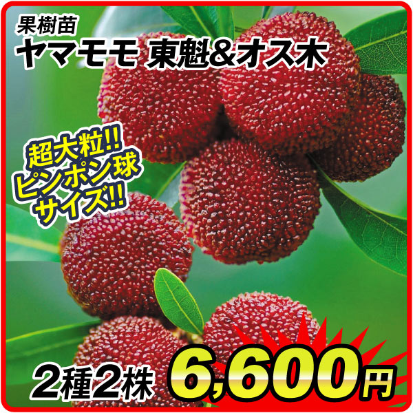 果樹