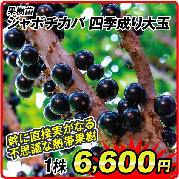 熱帯果樹