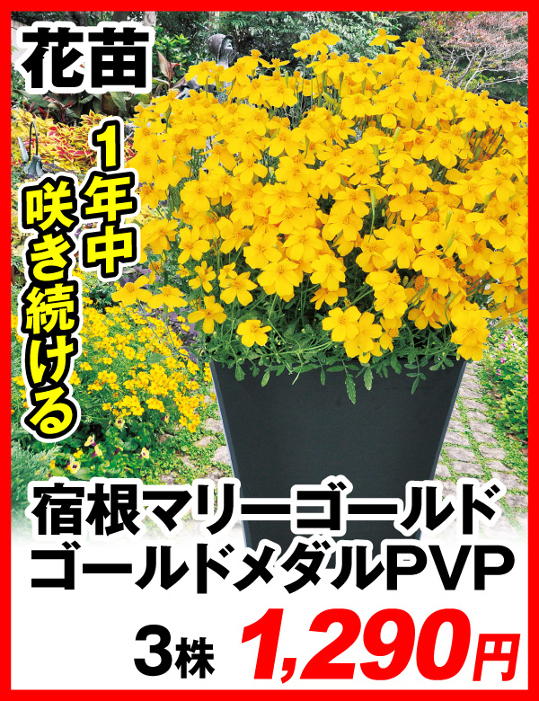 宿根マリーゴールド ゴールドメダル
