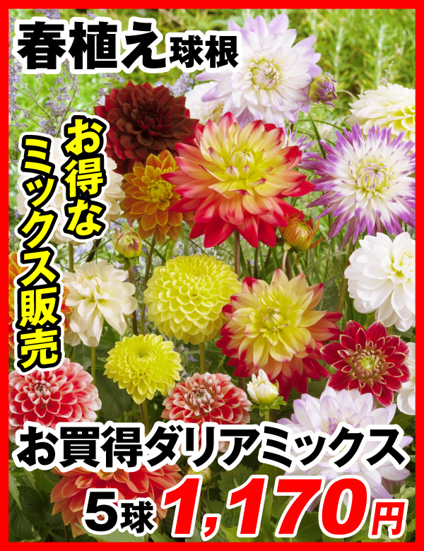 お買得ダリアミックス