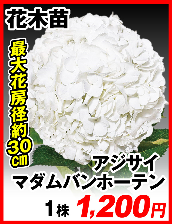 アジサイ マダムバンホーテン