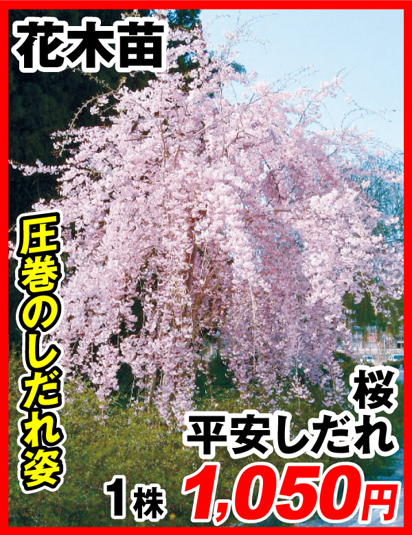 桜 平安しだれ