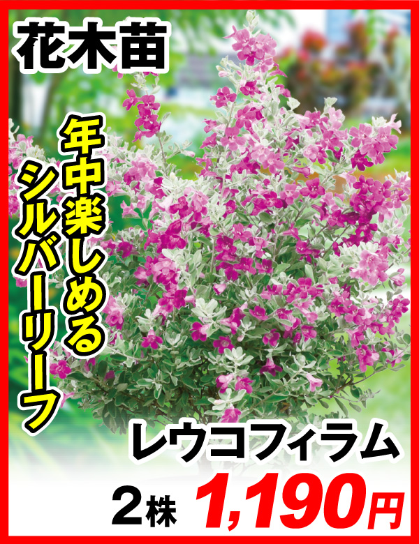 レウコフィラム
