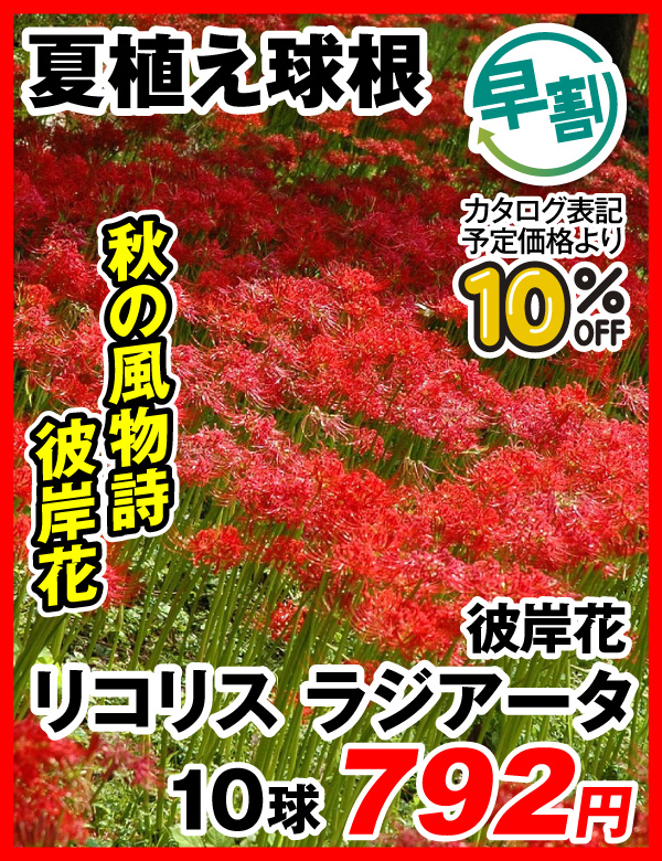 夏植え球根早割