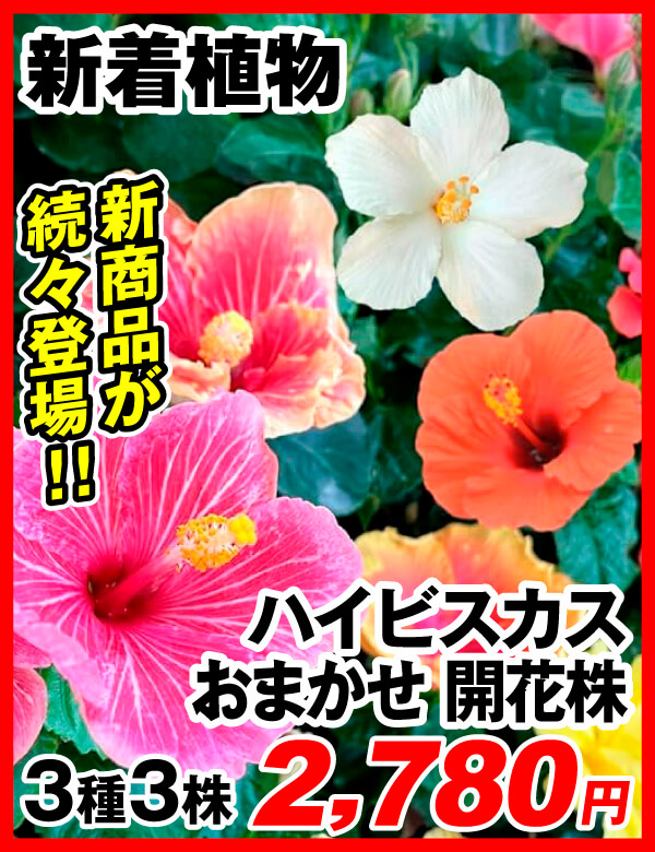 新着植物