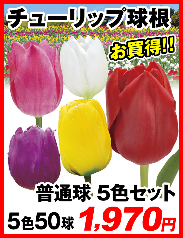 チューリップ球根