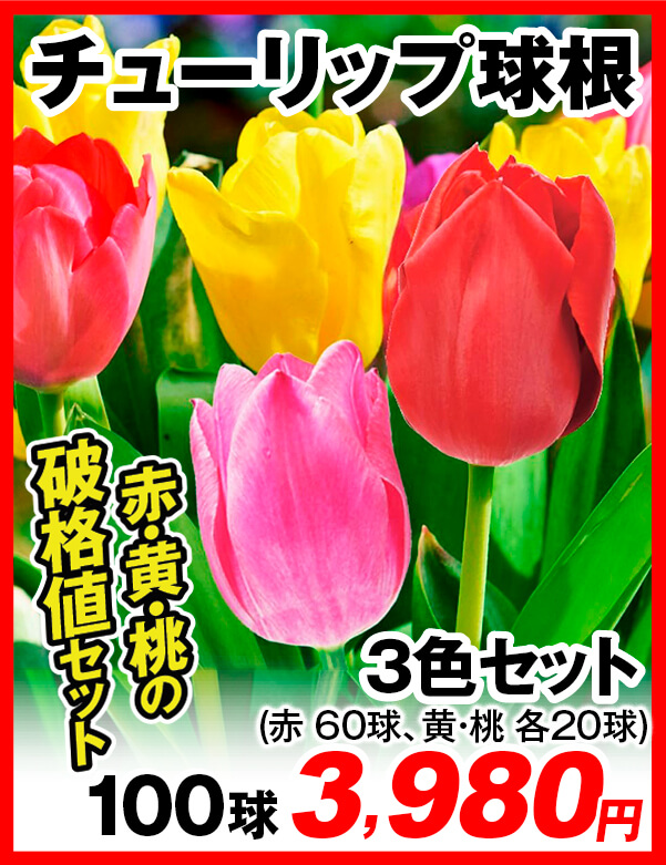 チューリップ球根