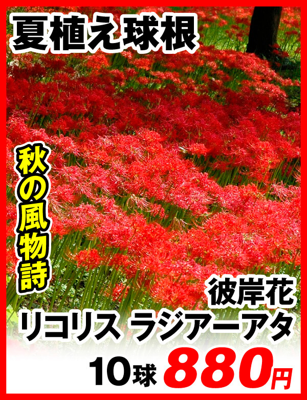 夏植え球根