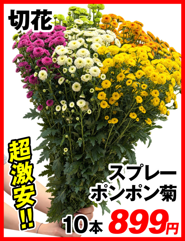 スプレーポンポン菊