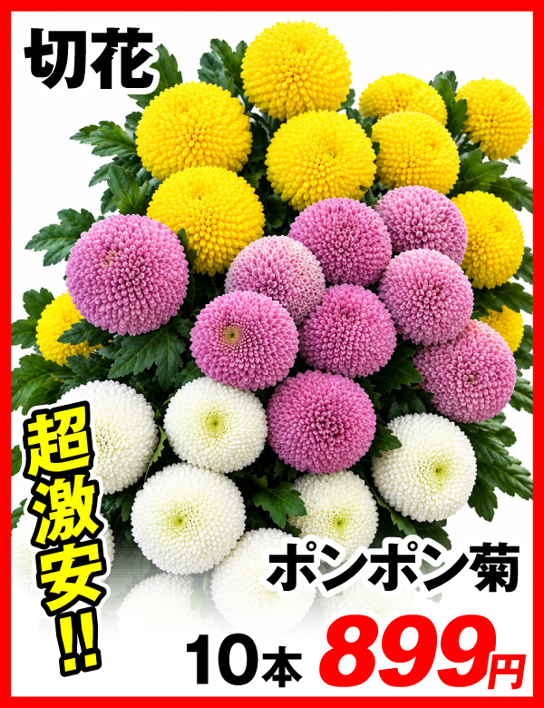 ポンポン菊