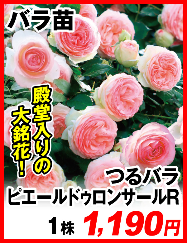 バラ ピエールドゥロンサール
