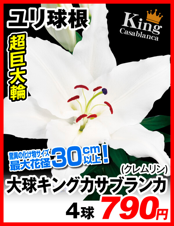 ユリ球根