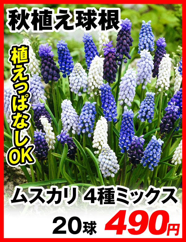 秋植え球根