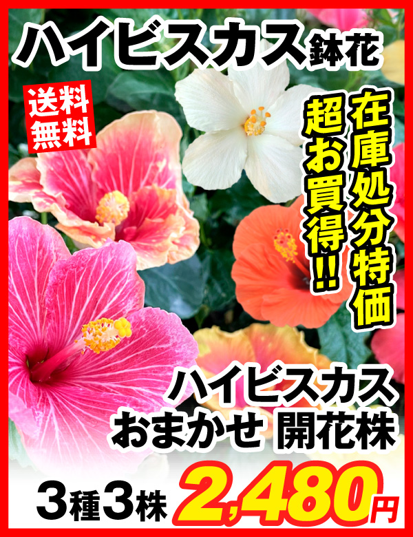 ハイビスカス