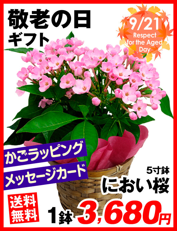 敬老の日 におい桜