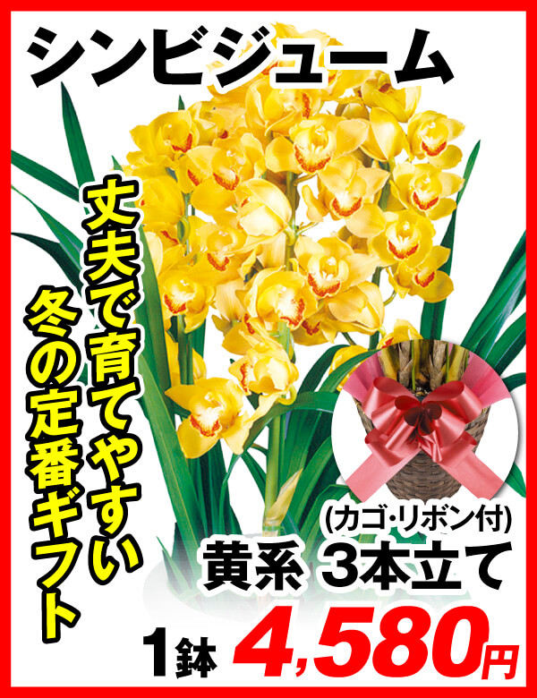 シンビジューム