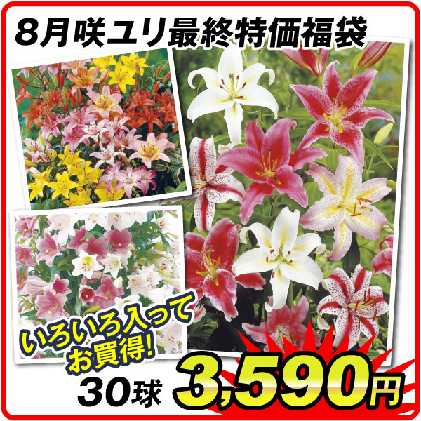 8月咲ユリ在庫処分