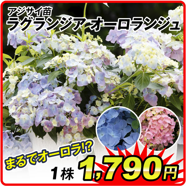 アジサイ苗ラグランジア オーロランジュ